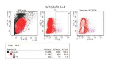 Flow Cytometry: Rabbit anti-Feline IgM Heavy Chain Secondary Antibody [NBP1-73920]